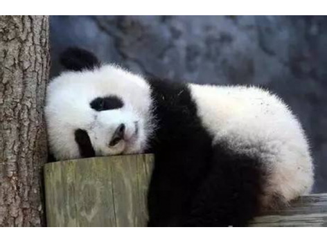 海底撈跨界跨到動物界了嗎？愛心認(rèn)養(yǎng)大熊貓
